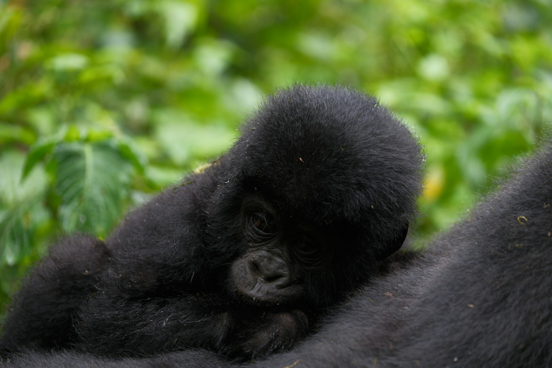 Are there age restriction for gorilla trekking in Uganda and Rwanda?